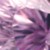 lavendel